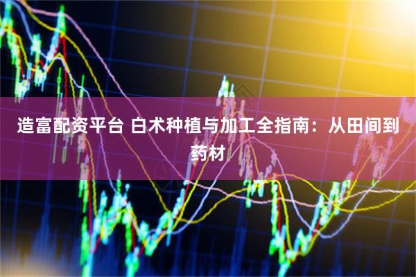 造富配资平台 白术种植与加工全指南：从田间到药材